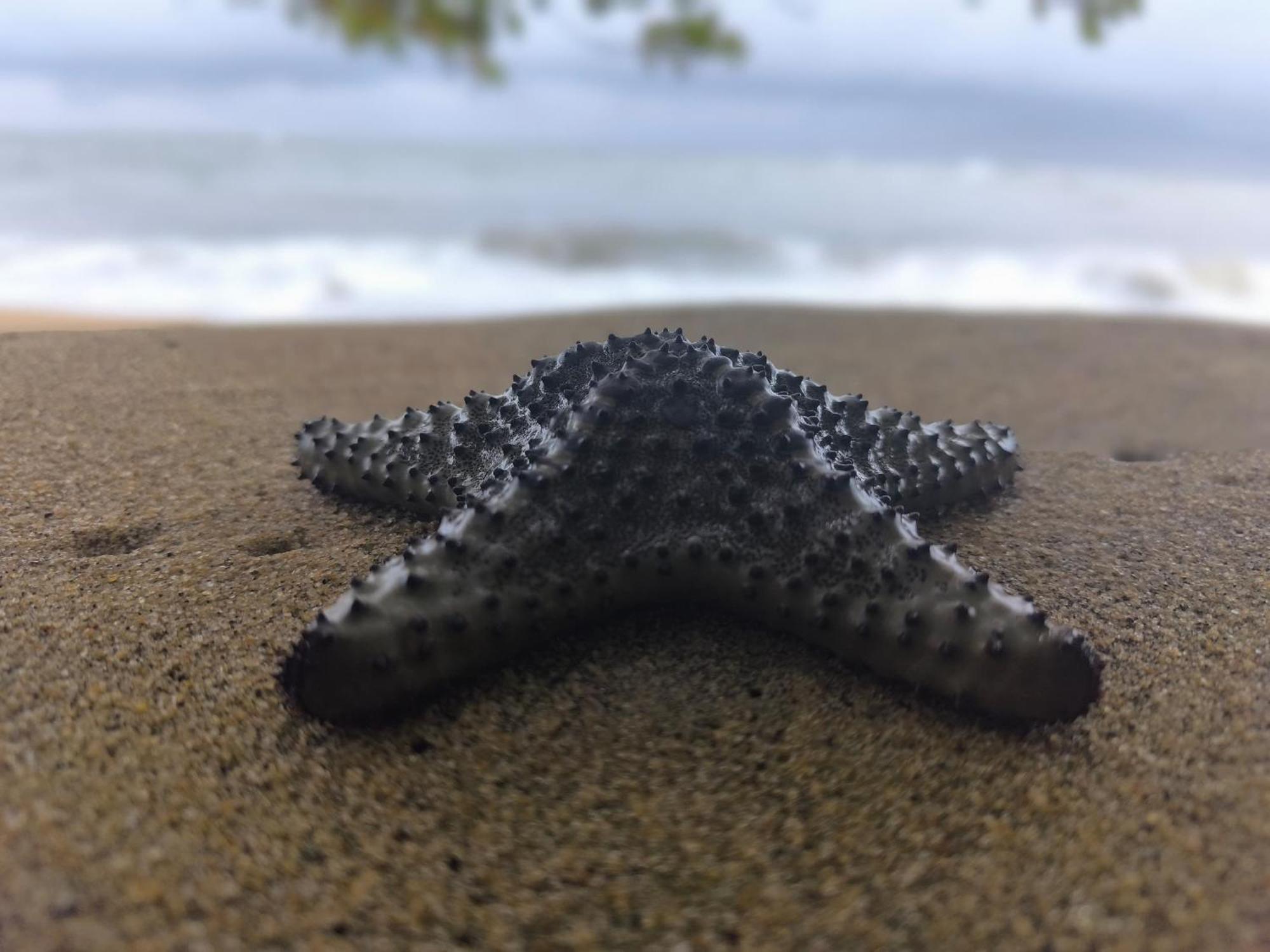 La Villa Lou, Musee Des Arts Grand Batangua Kribi Exteriör bild